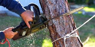 Best Tree Risk Assessment  in Wantagh, NY