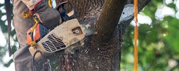 Best Hedge Trimming  in Wantagh, NY
