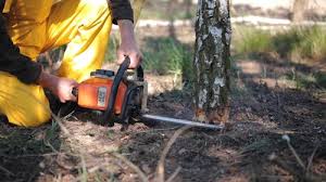 Best Tree Mulching  in Wantagh, NY