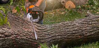 Reliable Wantagh, NY Tree Services Solutions