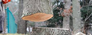 How Our Tree Care Process Works  in  Wantagh, NY