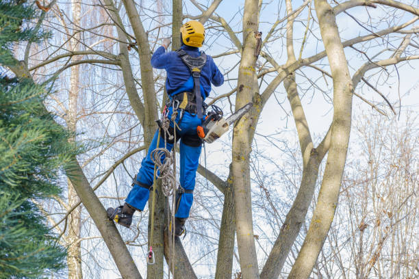 Best Pest Control for Lawns  in Wantagh, NY