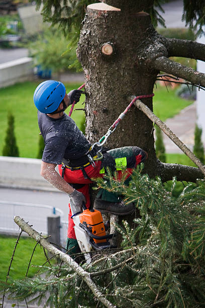 Best Lawn Maintenance Plans  in Wantagh, NY