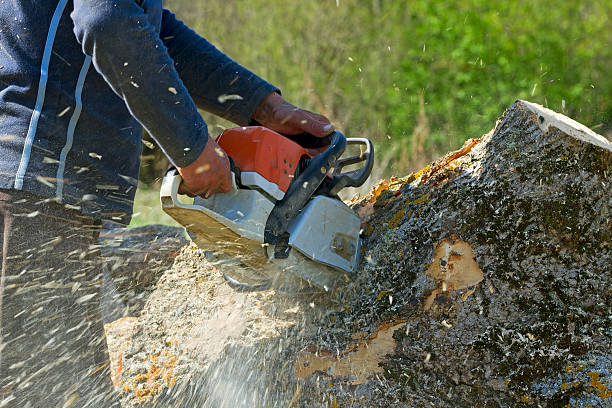 Best Organic Lawn Care Solutions  in Wantagh, NY