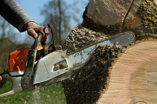 Best Tree and Shrub Care  in Wantagh, NY